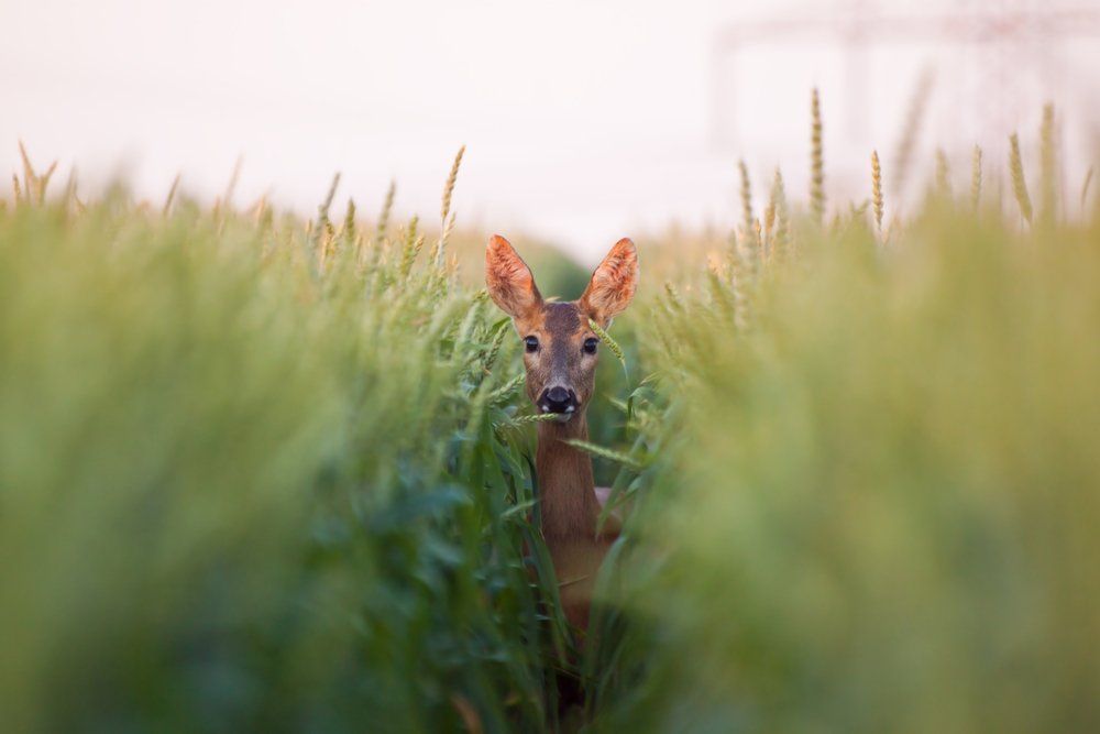 ASAP Vermin Control, Agricultural pest control