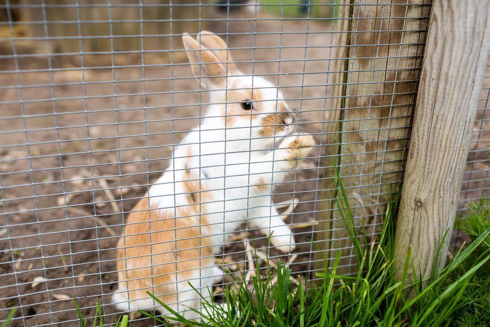 ASAP Vermin Control, Animal fencing