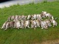 Rabbits & Deers