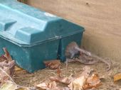 Rodents