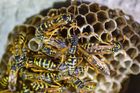 Wasps & Bee