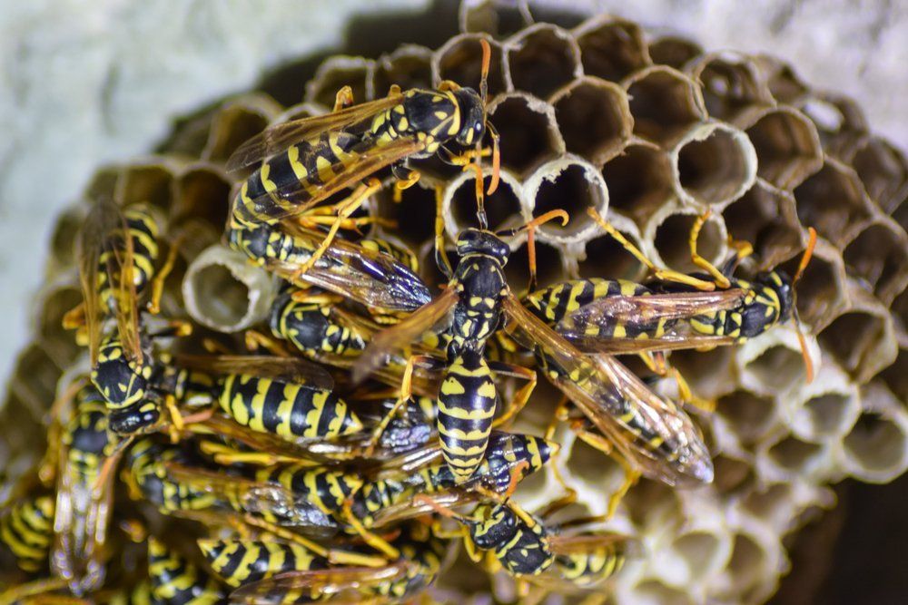 ASAP Vermin Control, Bee & wasp removal