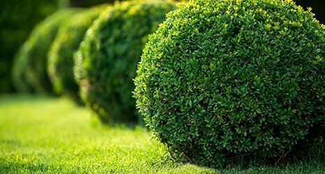 Affordable garden maintenance