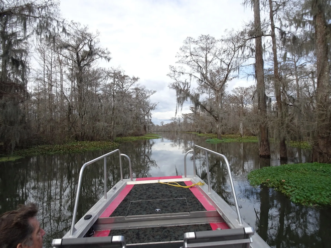Alligator In the Swamp