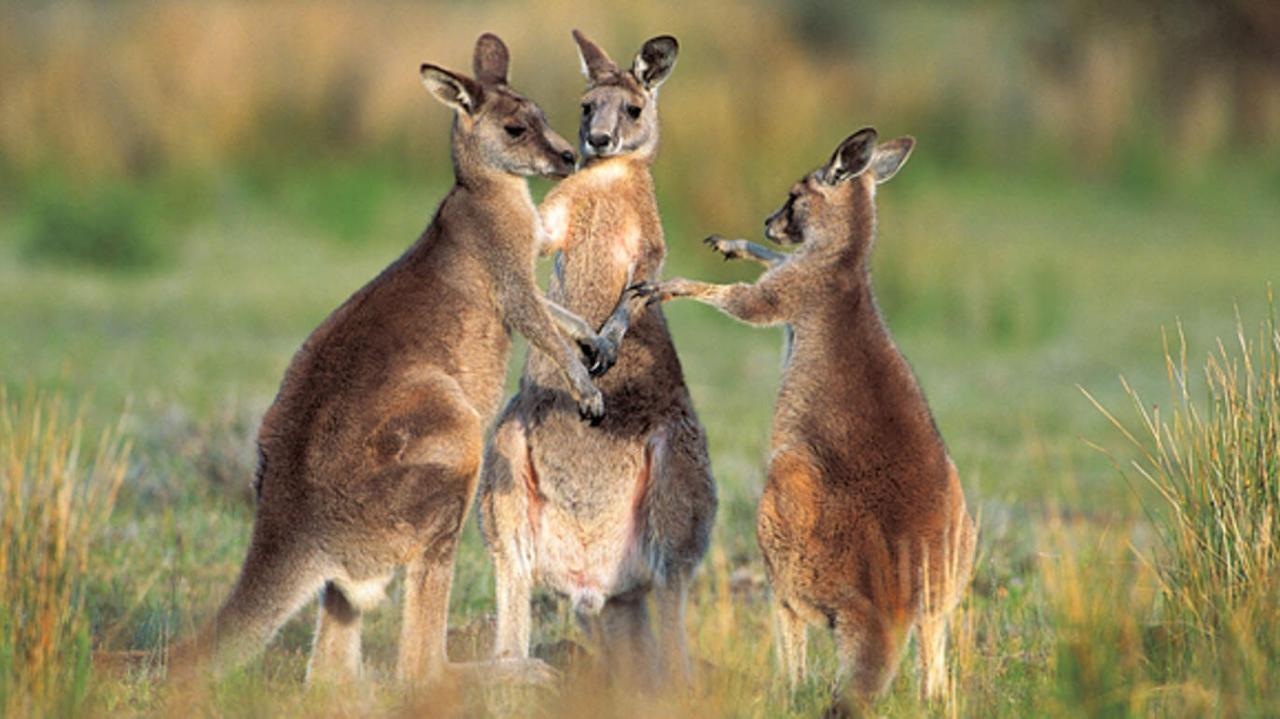Three kangaroos standing in tall grass, two facing each other and one in the center looking forward