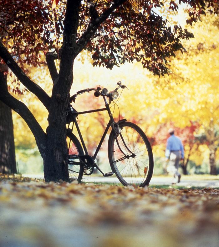Bicycle leaning against a tree in an autumn park with golden leaves and a blurred cyclist in the background