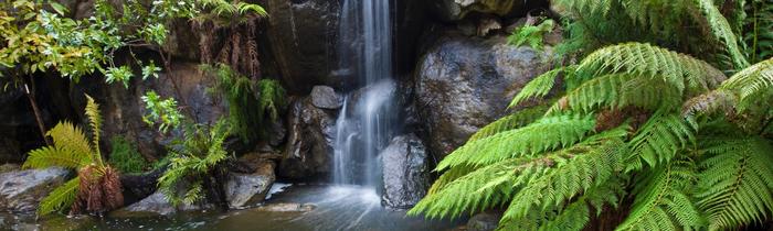 Small waterfall cascading into a rocky forest stream beside lush green ferns