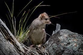 Small brown bird perched on a rock beside dry grass against a dark background