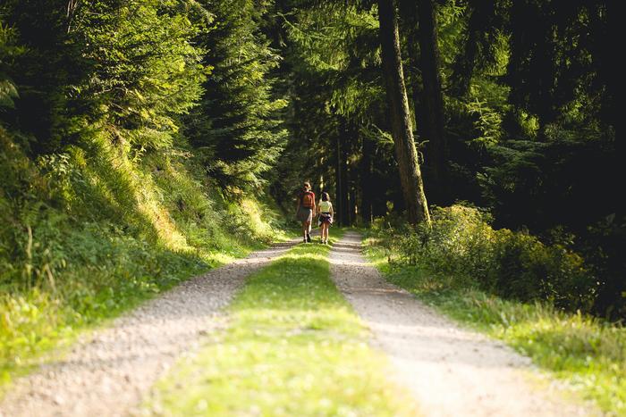 Two people walking on a sunlit forest path surrounded by green trees