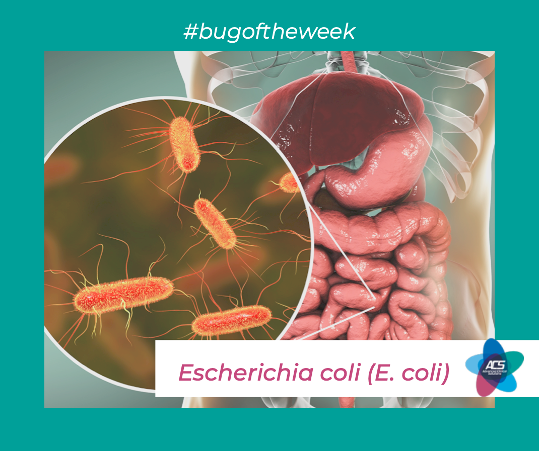 Escherichia coli