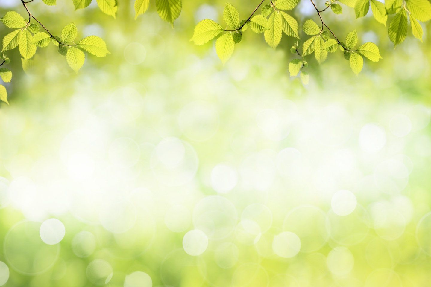 Foglie su un albero