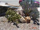 Rocks placed under cacti - rock products in Tucson, AZ Rocks placed under cacti - rock products in Tucson, AZ