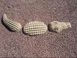 3 Part Alligator - alligator stepping stones in Tucson, AZ 3 Part Alligator - alligator stepping stones in Tucson, AZ