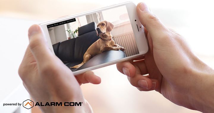 Pet Cameras