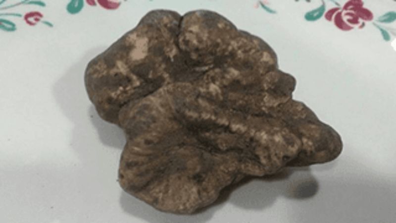 tartufo nero di Toscana