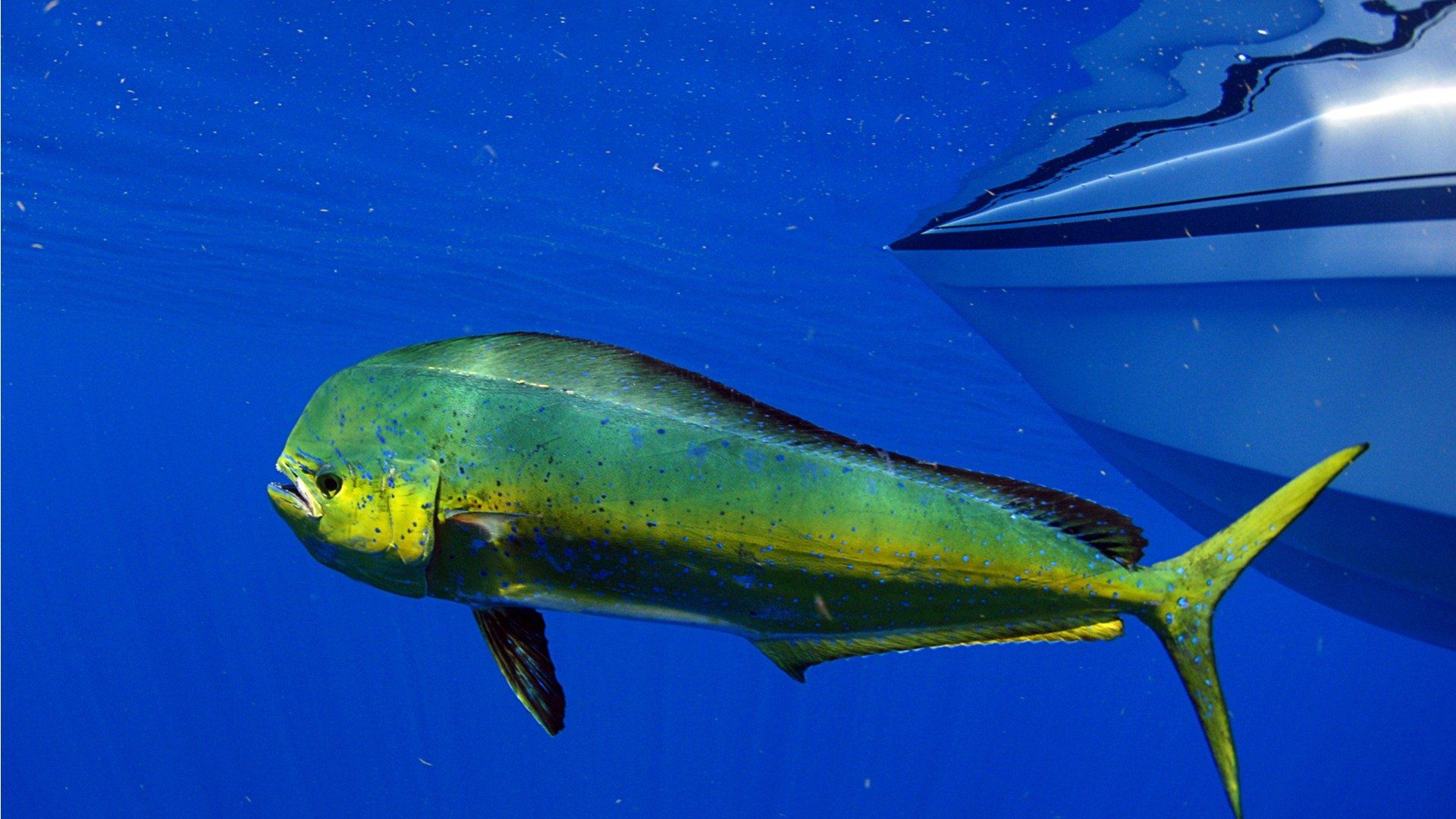 Mahi Mahi en el Golfo de Panamá