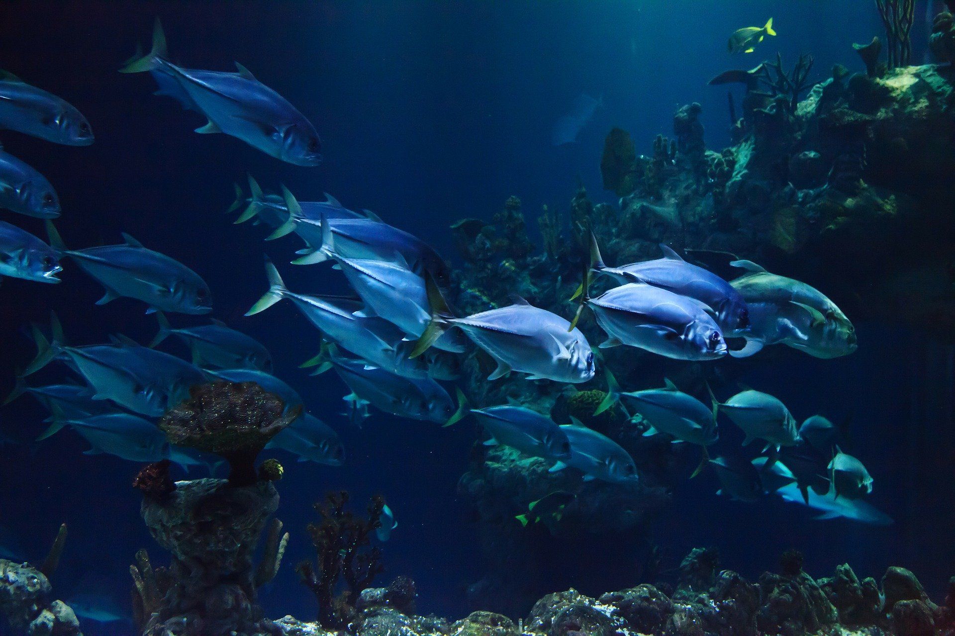 Panamá: el paraíso de la pesca