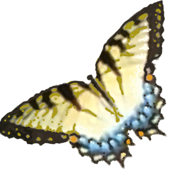 A close up of a butterfly 's wing on a white background