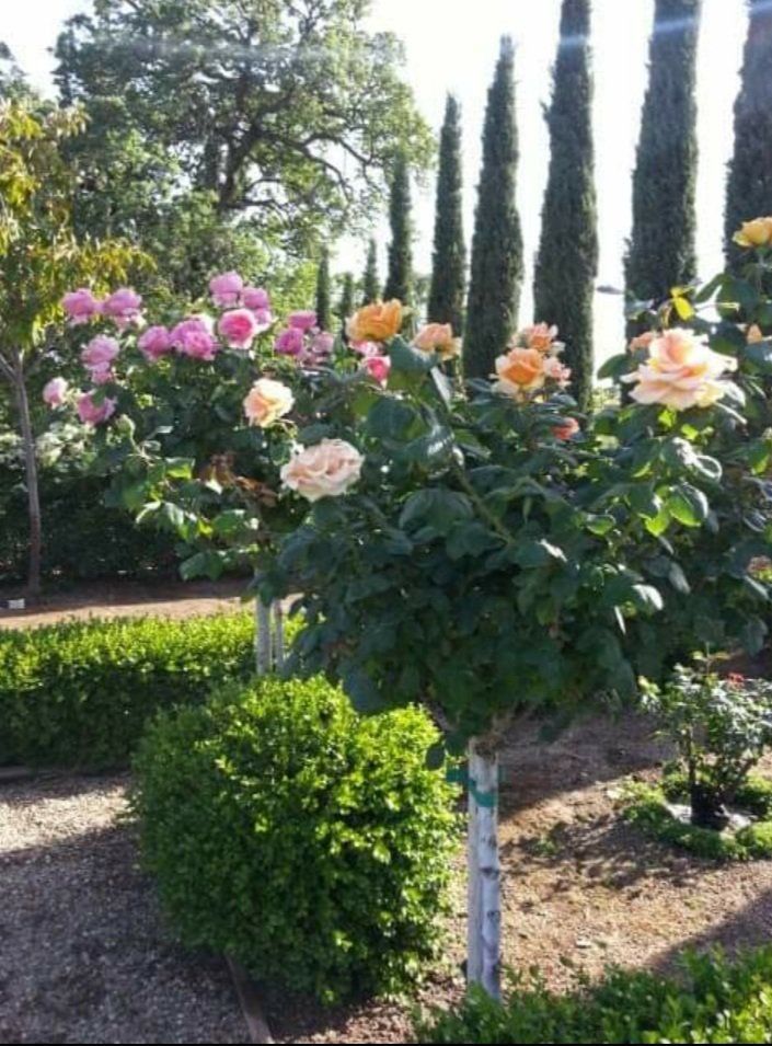 different types of roses — Cordova, CA — Quality Landscape Inc.