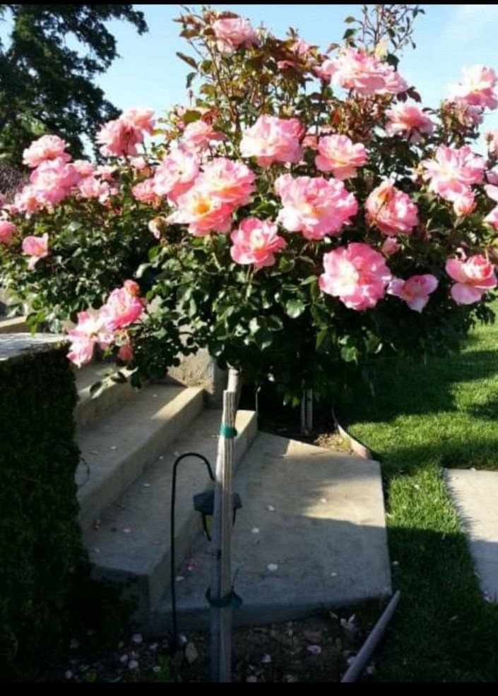 pink roses — Cordova, CA — Quality Landscape Inc.