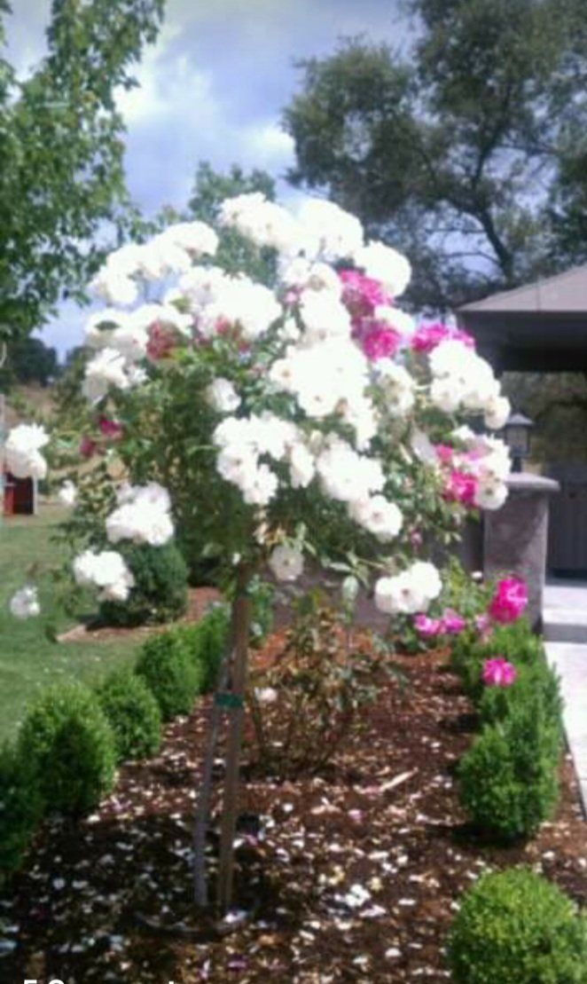 white and violet roses — Cordova, CA — Quality Landscape Inc.