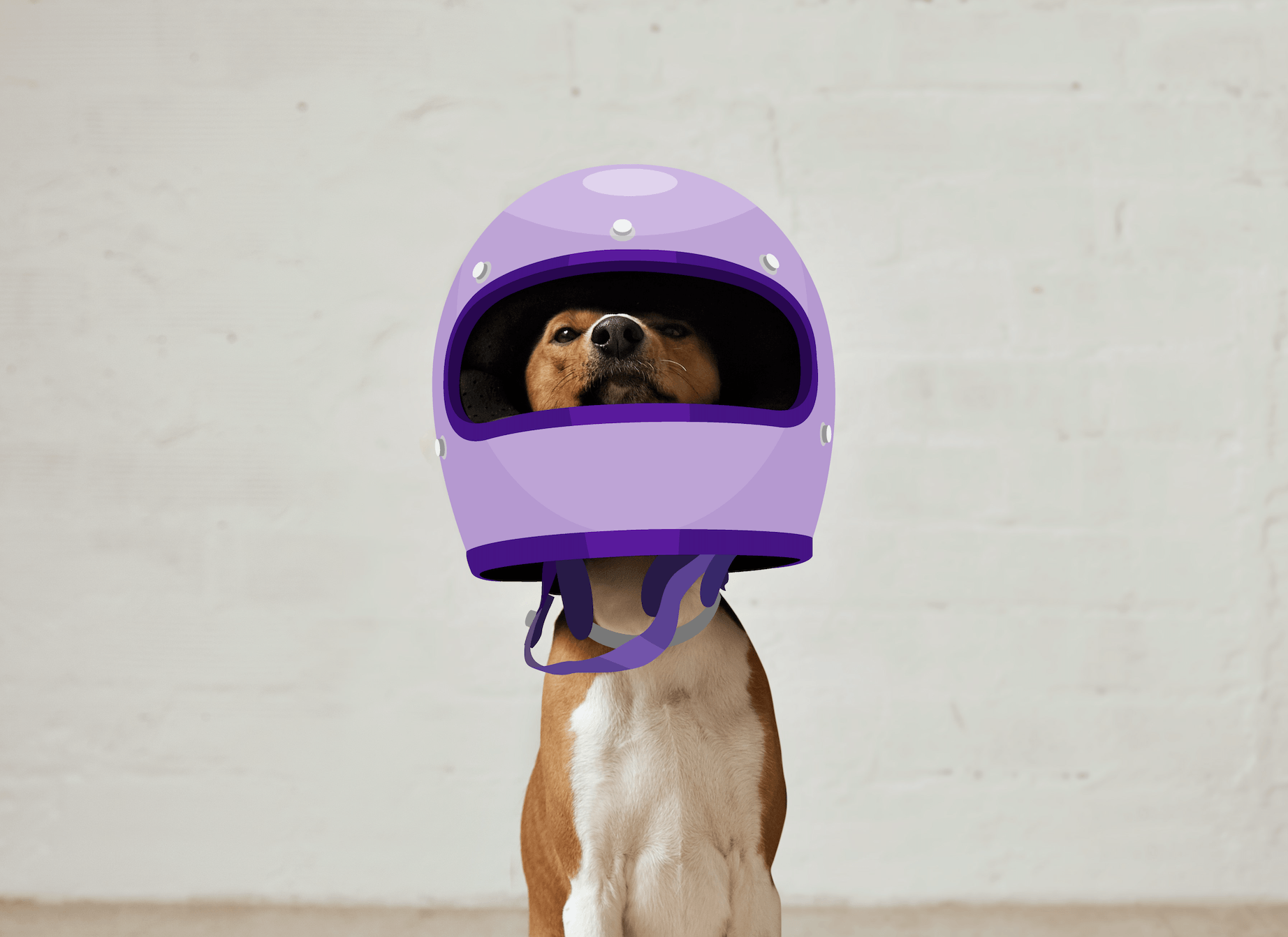 Dog wearing helmet image