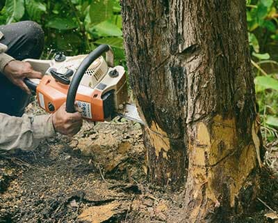 Cutting With Chainsaw - Tree Removal in Great Falls, MT Cutting With Chainsaw - Tree Removal in Great Falls, MT