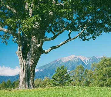 Konara Oak Tree - Tree Care in Great Falls, MT Konara Oak Tree - Tree Care in Great Falls, MT