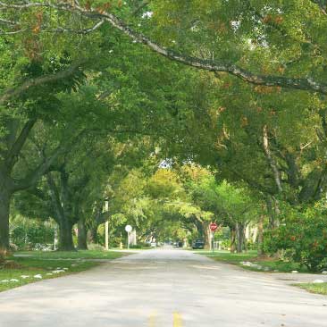 Tree Lined Street - Tree Service in Great Falls, MT Tree Lined Street - Tree Service in Great Falls, MT