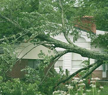 Storm Damage - Tree Removal in Great Falls, MT Storm Damage - Tree Removal in Great Falls, MT