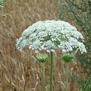Giant Hogweed