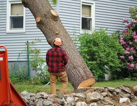 Man Removing Tree Beside The House — Richmond Valley Tree Services in Casino, NSW