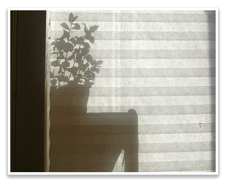 Vision Blinds Vision Blinds