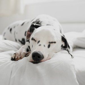 Dalmatian sleeping on bed