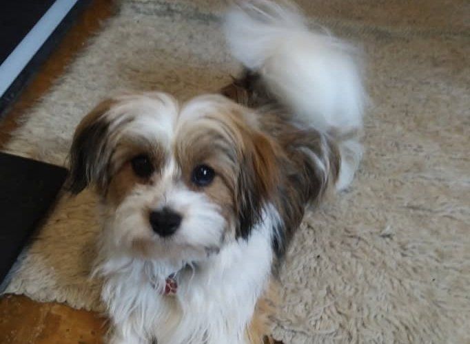 Fluffy dog standing on carpet