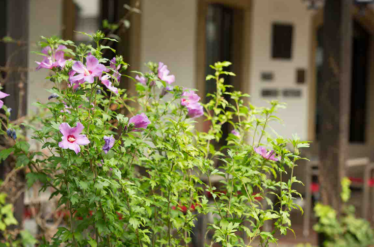 Blumen vorm Haus Große Kettler