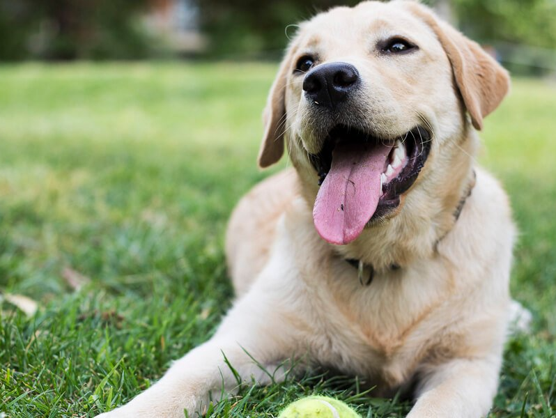 dog playing with ball
