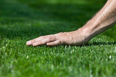 Lush Lawn Lush Lawn