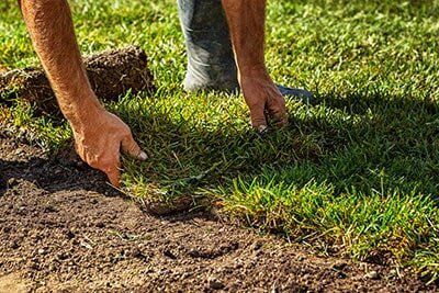 Sod Installation Sod Installation