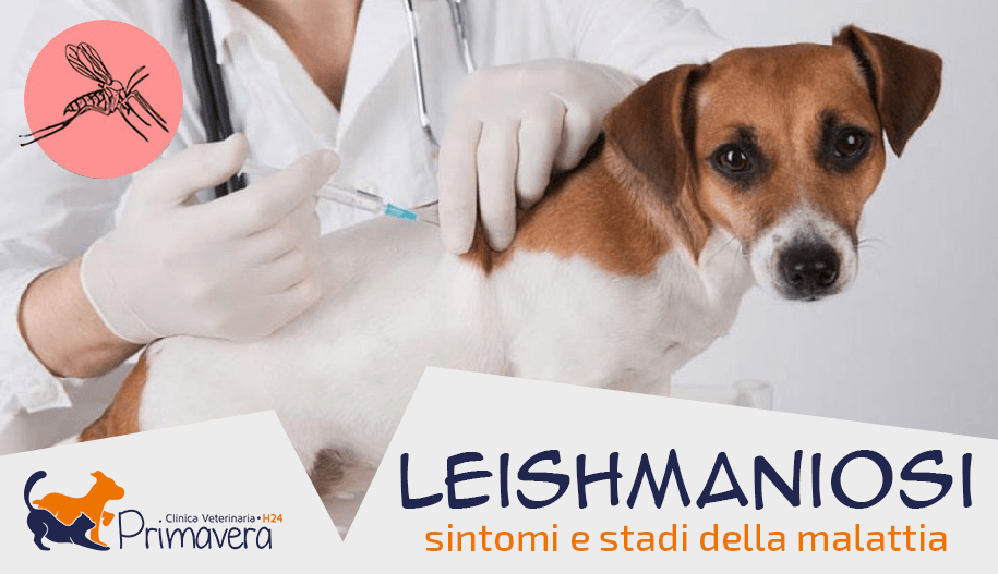 clinica veterinaria primavera