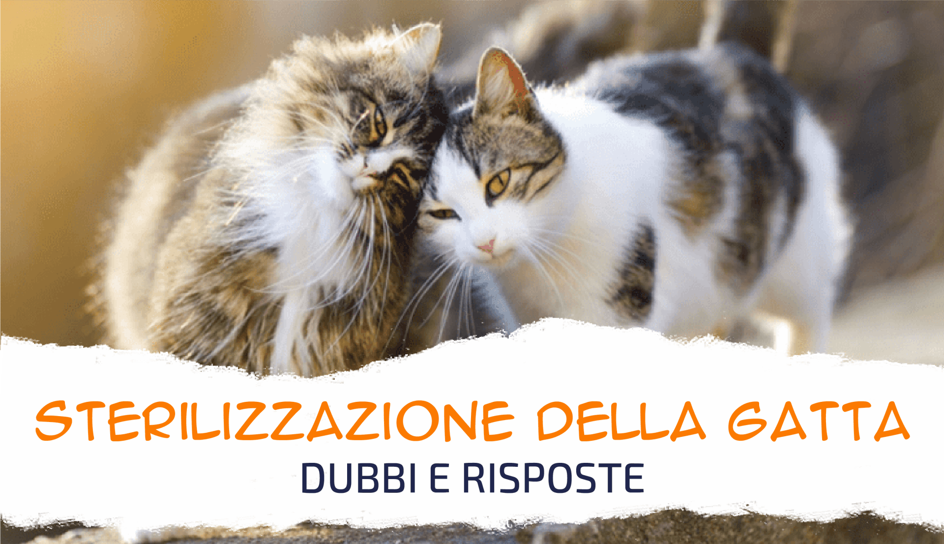 clinica veterinaria primavera