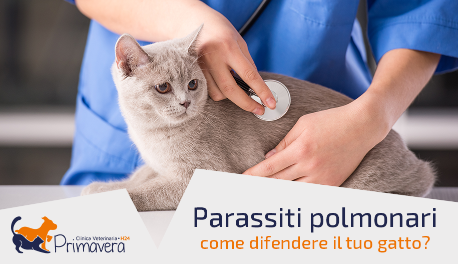 clinica veterinaria primavera
