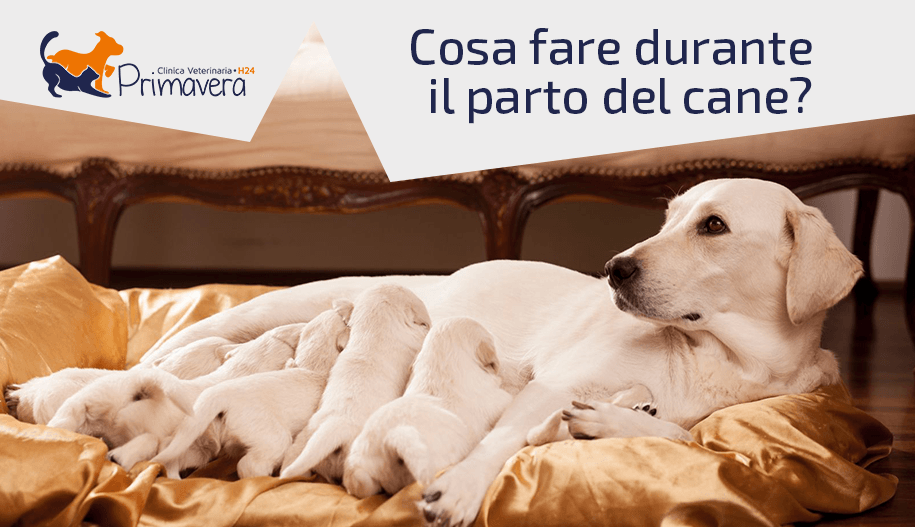 clinica veterinaria primavera