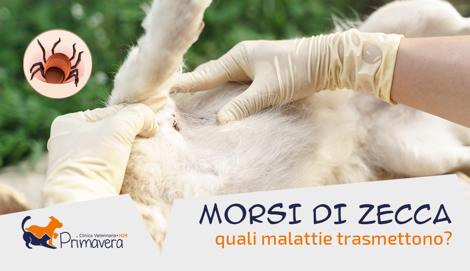 clinica veterinaria primavera