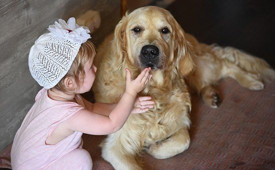 clinica veterinaria primavera