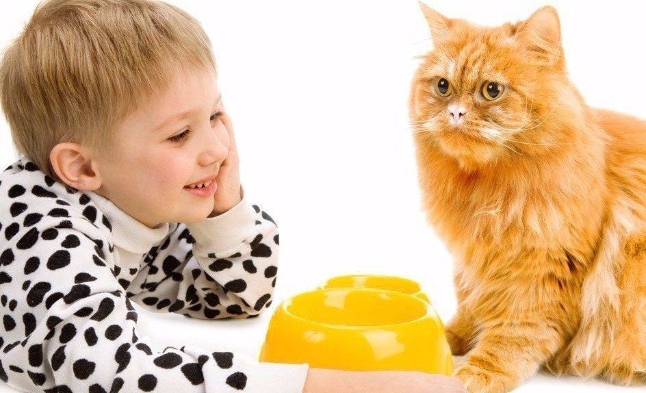 clinica veterinaria primavera