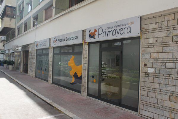 clinica veterinaria primavera