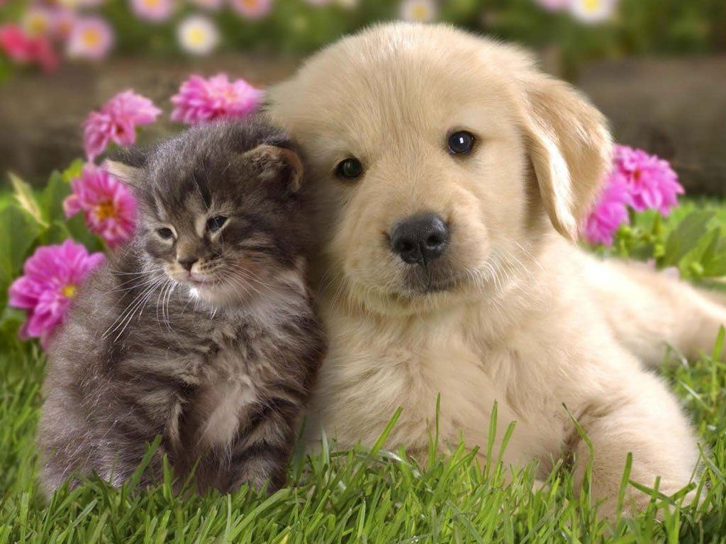 A puppy and a kitten cuddling