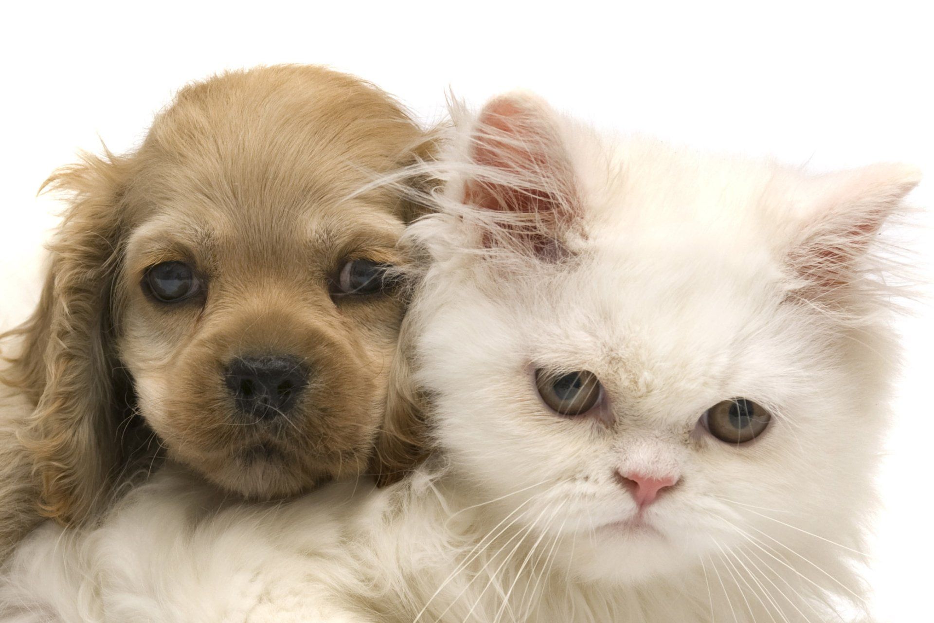 A puppy and a kitten cuddling