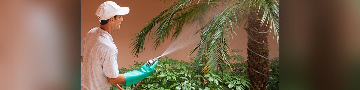 todd pest control by technician todd pest control by technician